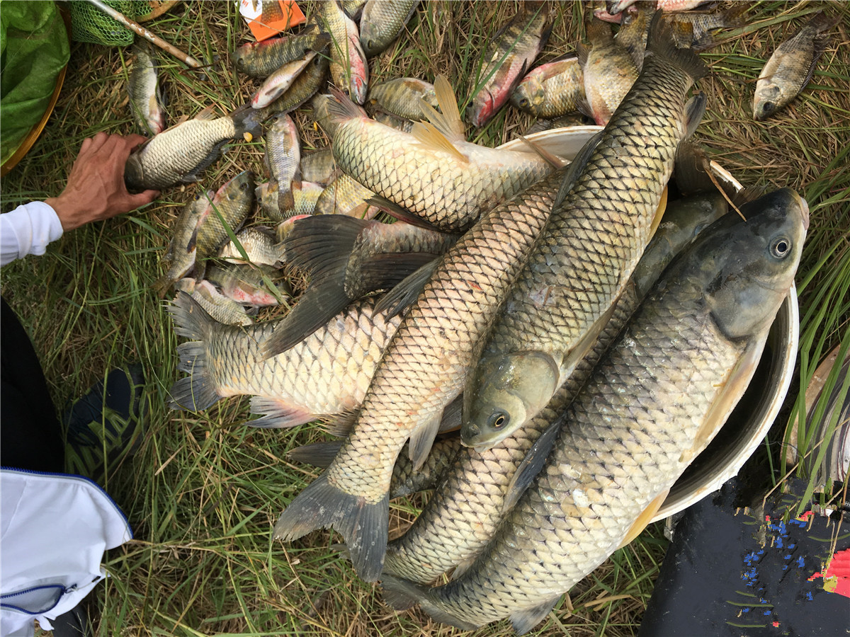 钓鱼怎么防鲫鱼掉鳞片,钓鱼钓到鳞片