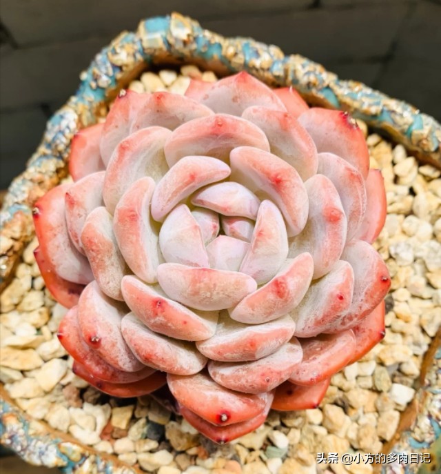 多肉橙梦露与雪天使的区别,橙梦露星影和雪天使区别