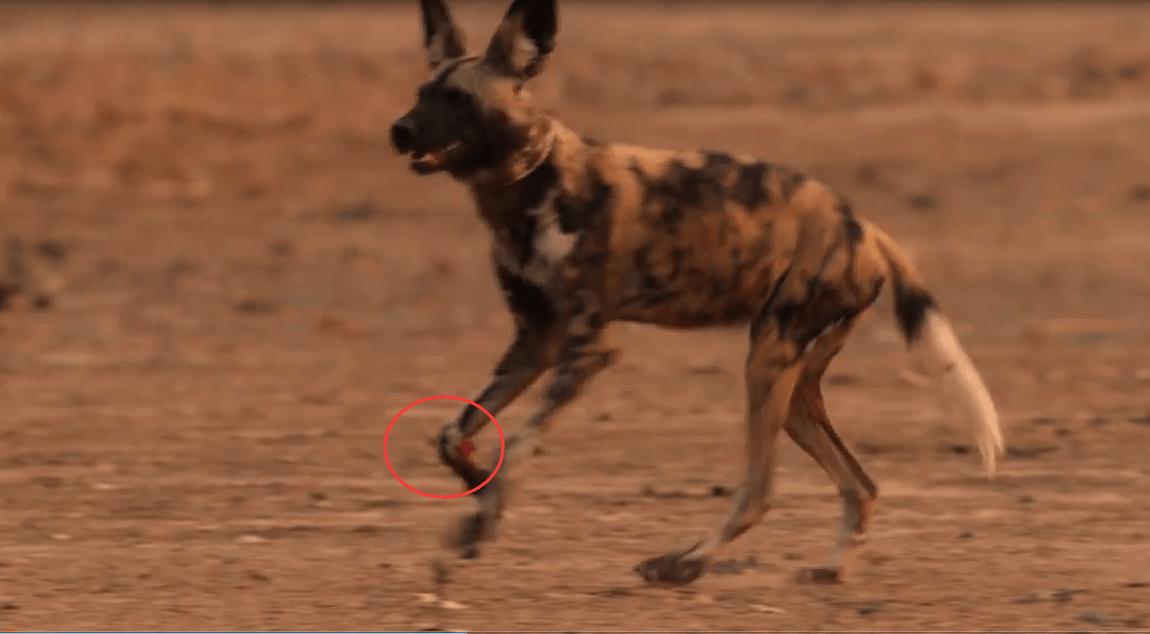 顶级捕猎者狩猎场面,狼群捕猎瞬间