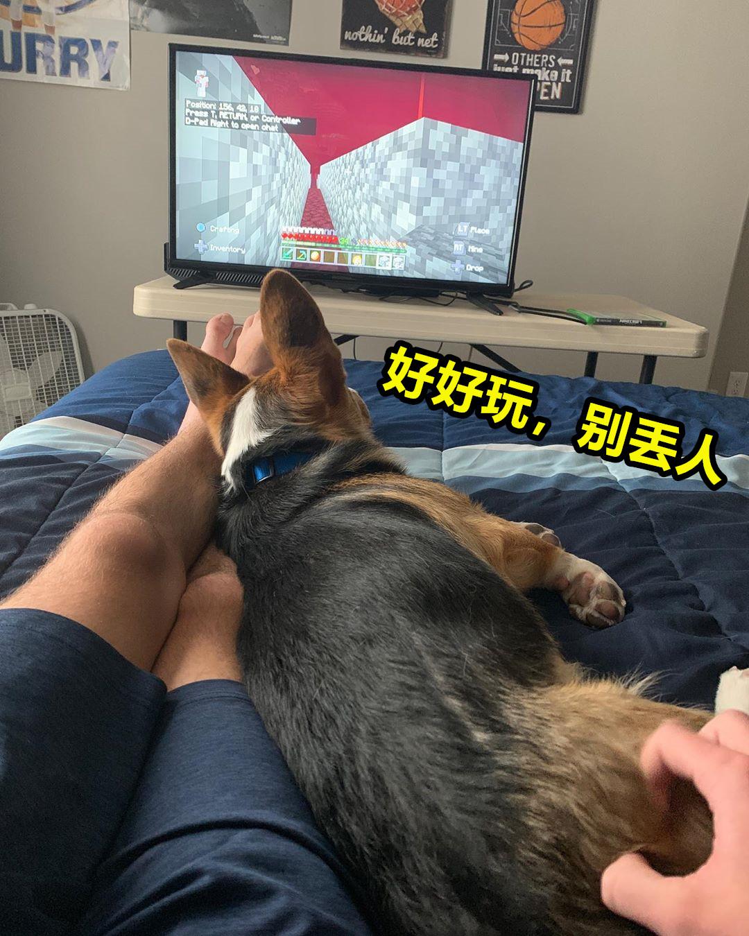 minecraft第一种鸟类,minecraft里的狗怎么才能有