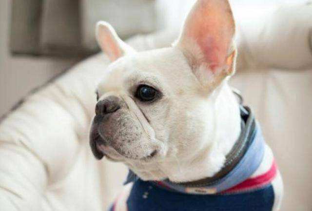 法国斗牛犬有体臭掉毛吗,斗牛犬掉毛体臭严重怎么办