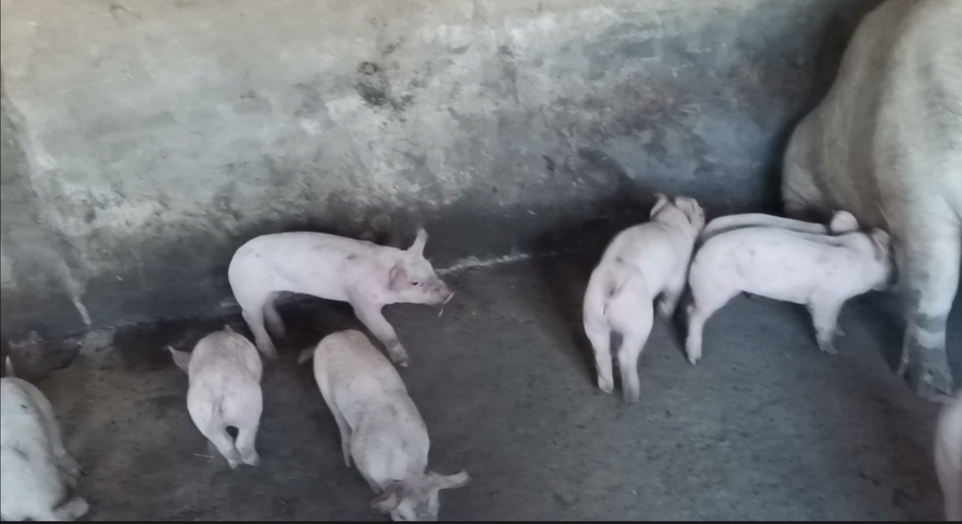 仔猪夏季腹泻,仔猪高烧拉稀怎么办