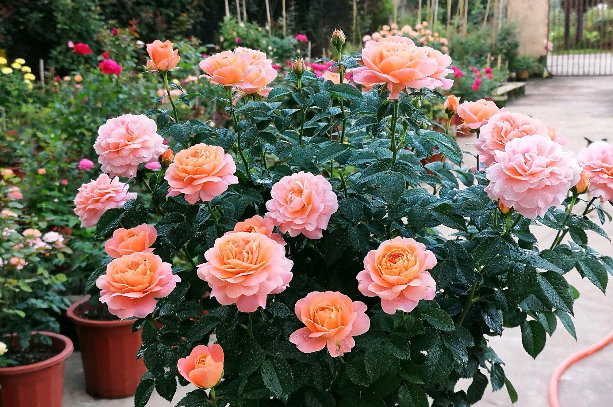 促花用花多多好还是磷酸二氢钾好,磷酸二氢钾正确的促花方法