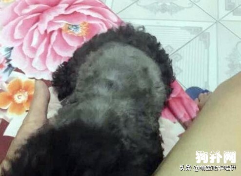 黑色泰迪褪色后什么样,黑色泰迪多大开始褪色