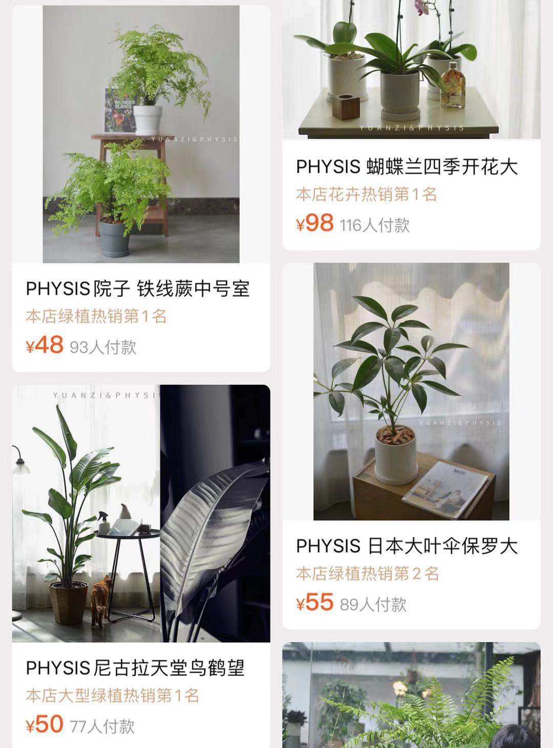 极简风格绿植店铺推荐 (室内店铺适合养的植物有香味)