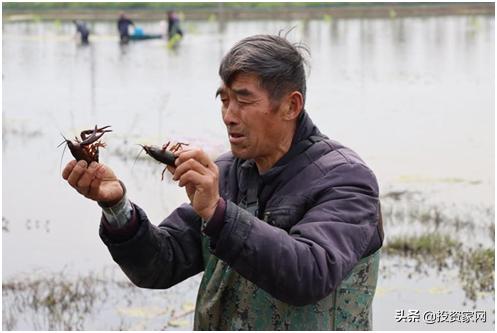 你以为都是旱地的河南，却藏着一座鱼米之乡，小龙虾更是一绝