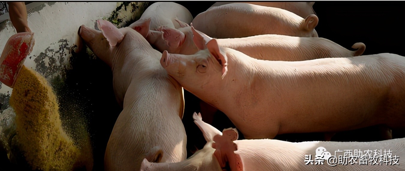 怎么净化非瘟病毒,猪场发生非瘟该如何快速积极应对