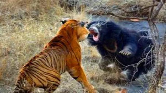 狮虎斗动图,地坑狮虎斗