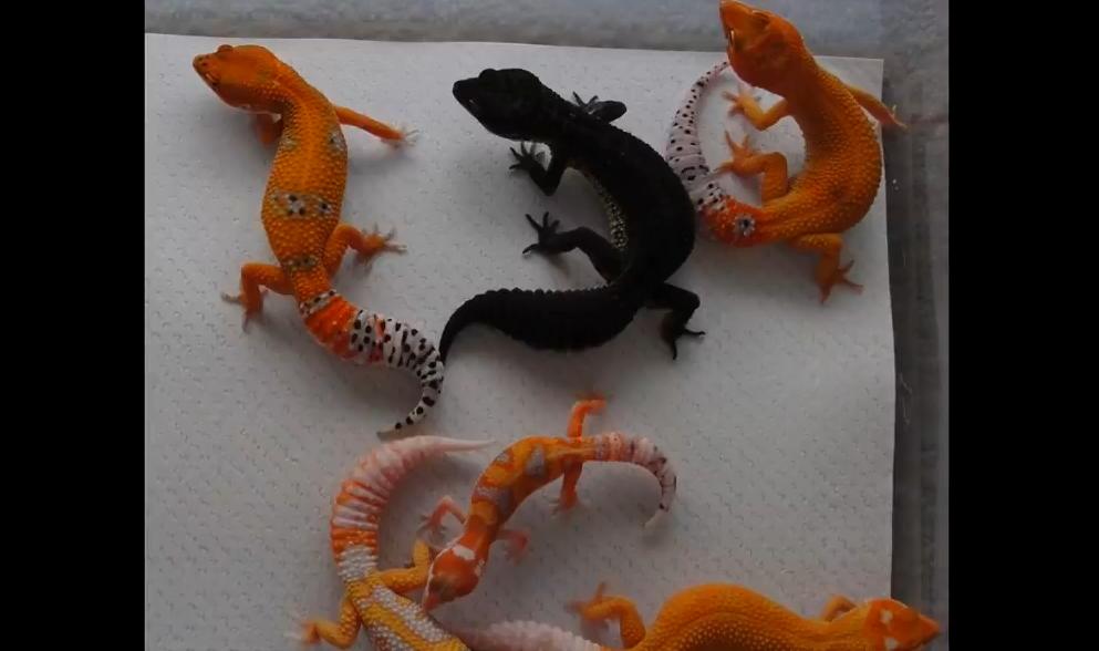 守宫白能繁育吗,纯黑的守宫是怎么来的