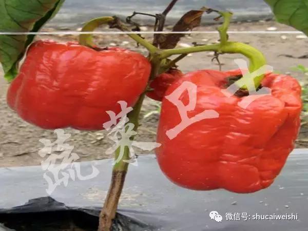 辣椒霉菌病,辣椒疫霉根腐病防治