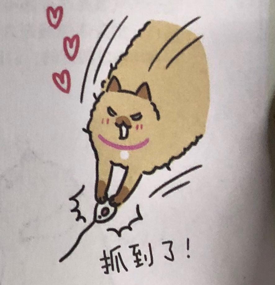 猫咪的玩具怎么动手操作呢,日常生活中该如何做猫咪的玩具