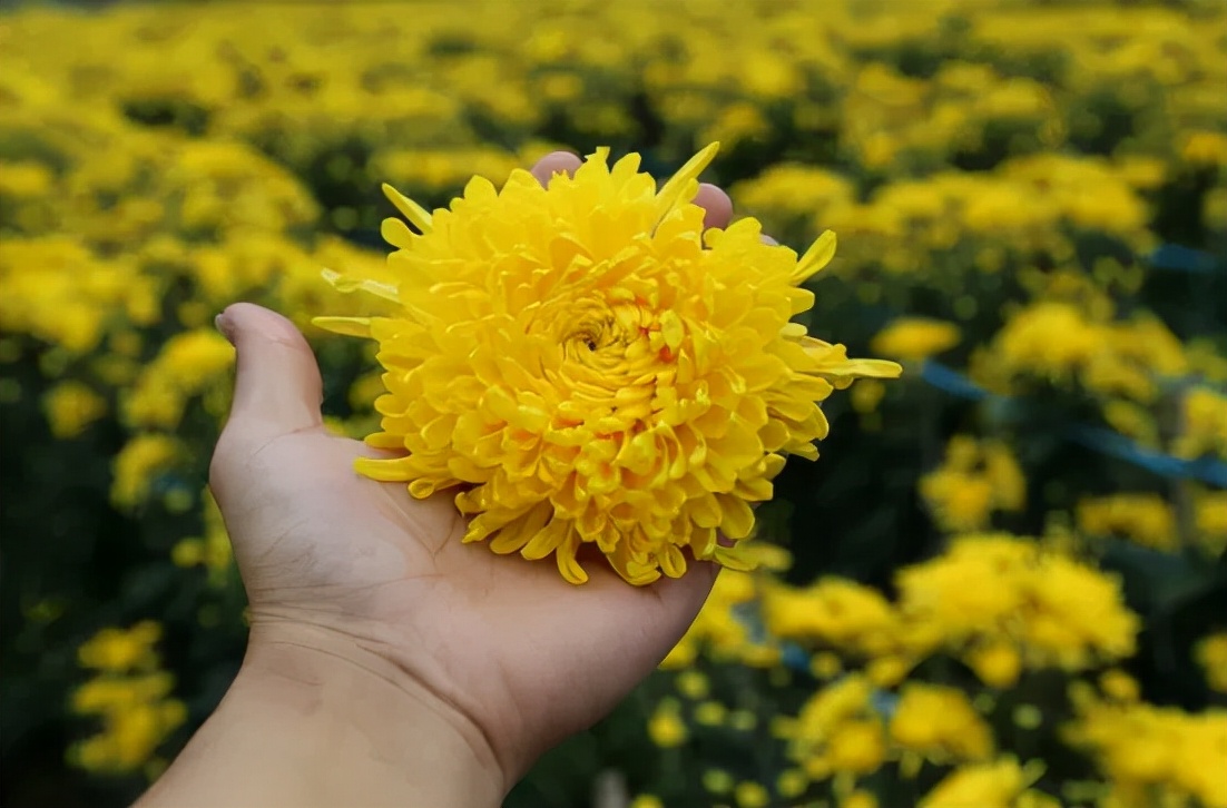 金丝皇菊泡什么能清肝明目,金丝皇菊组合养生茶