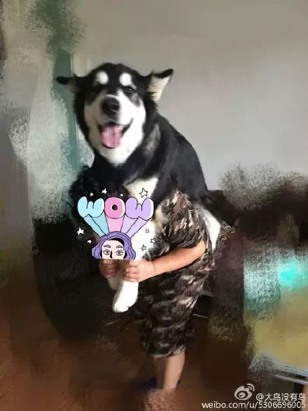 冲动下养猫，你和你的猫现在是怎样的生活？