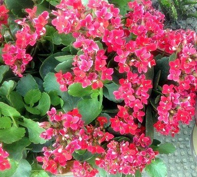 养花黄金麦饭石,养花中的黄金肥