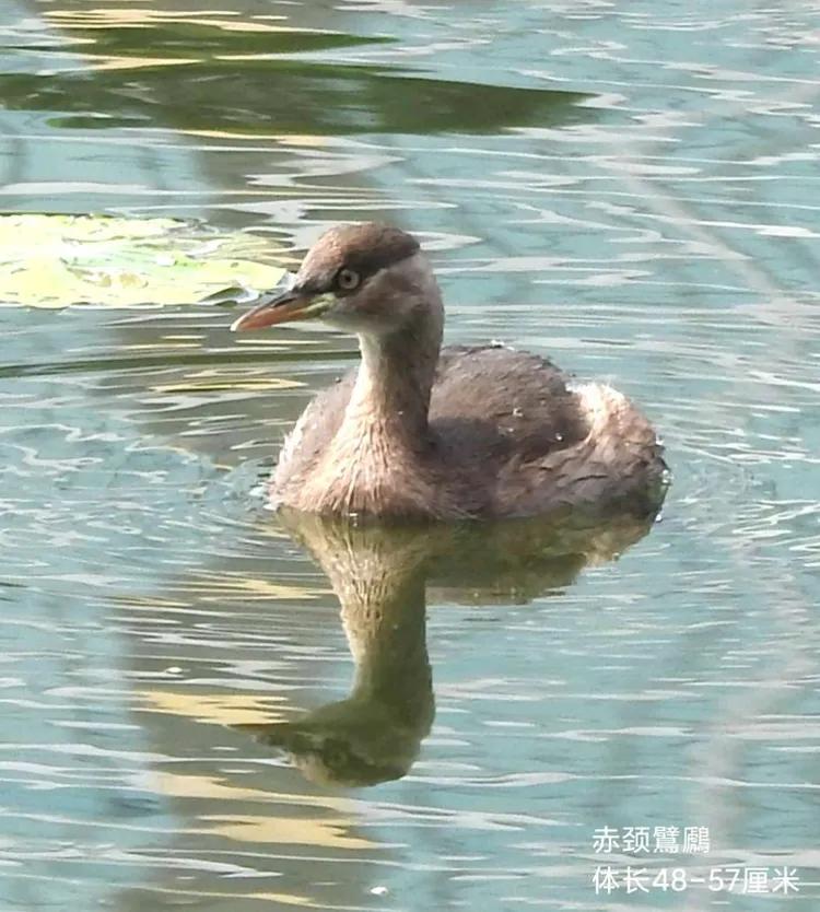 洪湖荷花仙子,洪湖公园蜻蜓