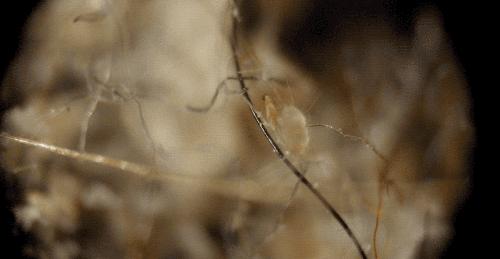 除螨产品可靠吗,除螨的产品真的管用吗