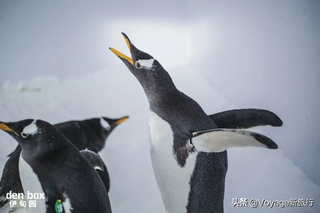 挑战21世纪最低温！我们为你盘点了比“泼水成冰”更美的冬日限定