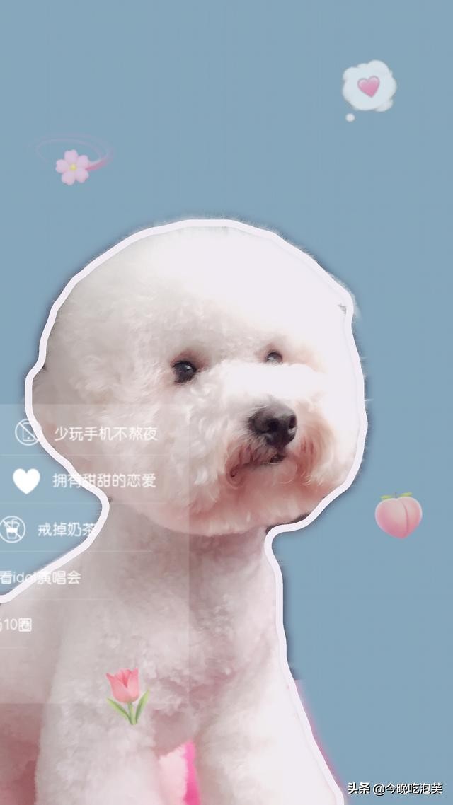 养比熊犬可以治疗抑郁症吗,比熊犬生病有哪些表现