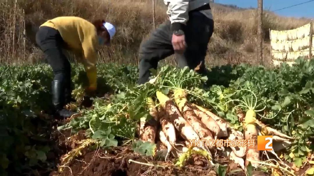香椿萝卜条,香椿芽蒜薹