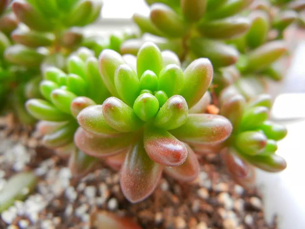 好养又易爆盆的多肉,多肉爆盆小仙人球