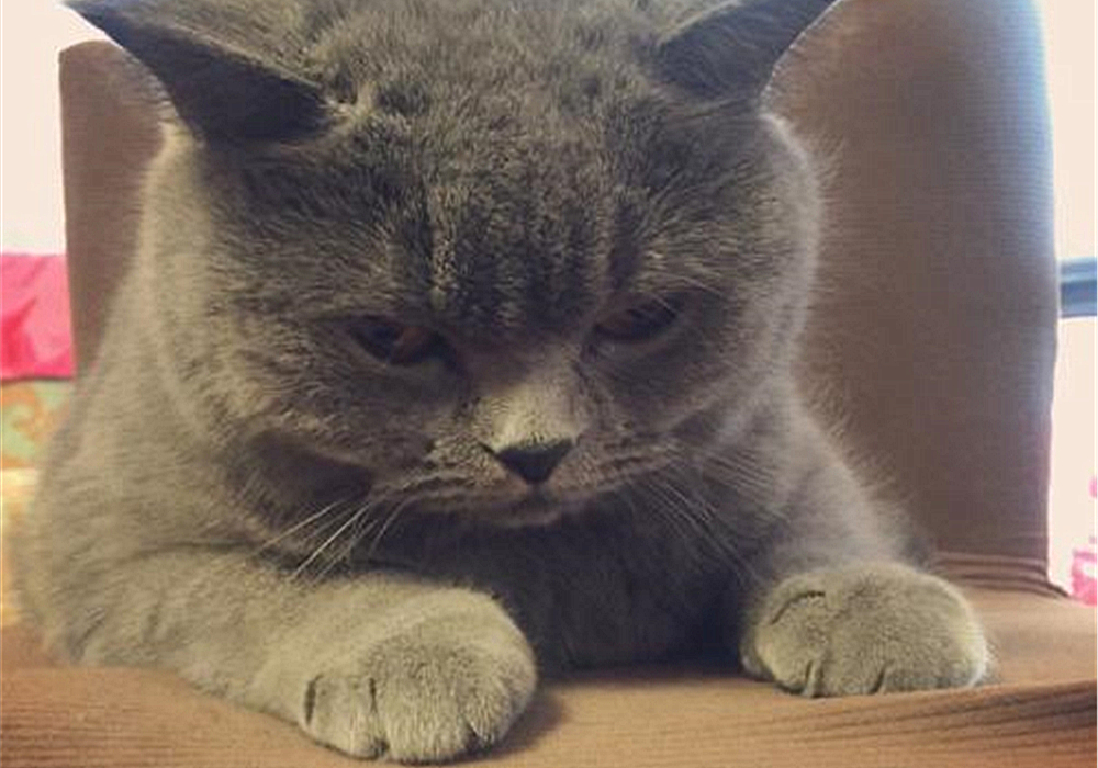 辟谣猫咪并非黑夜都能看得清,猫咪假孕结果真孕