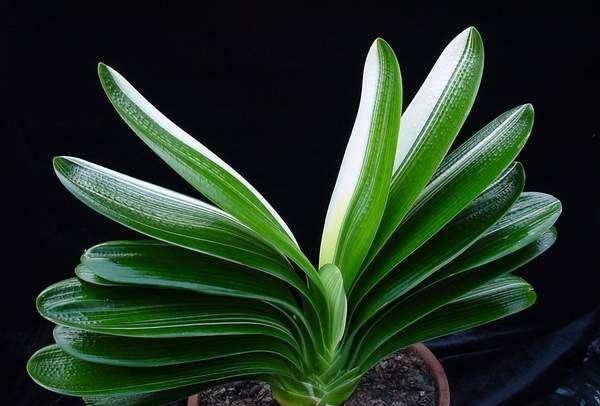 君子兰叶子皱皱巴巴怎么回事,君子兰叶子参差不齐撕掉还会长