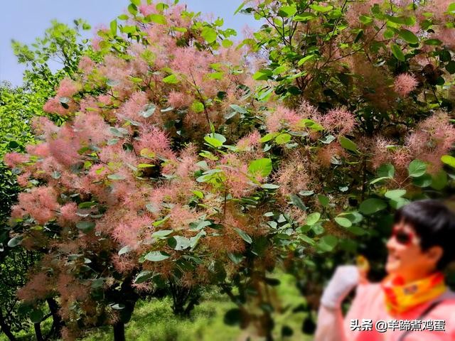 游玩北京香山公园之行,7月的北京香山公园图片