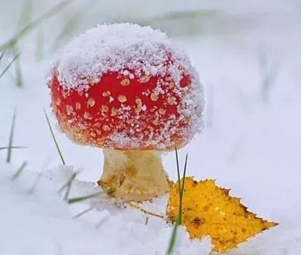 雪中莲笛子,诗歌雪中佳人