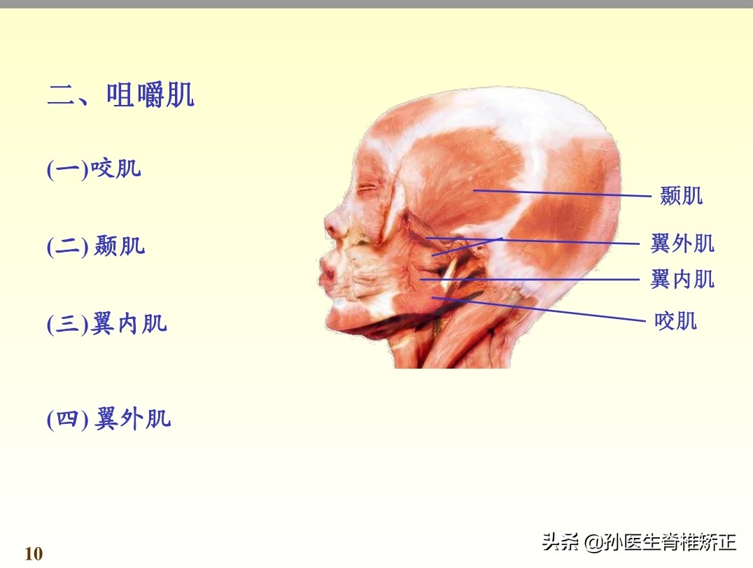 系统解剖学骨学ppt课件,解剖学基本知识ppt课件