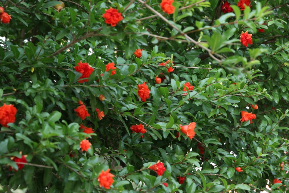 夏天是什么样子,夏天是什么时候几月几日