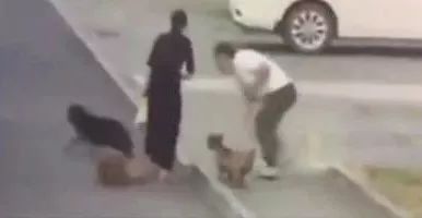 与狗狗玩耍时不小心被狗狗刮伤,养狗不拴绳一家三口遭恶犬咬伤