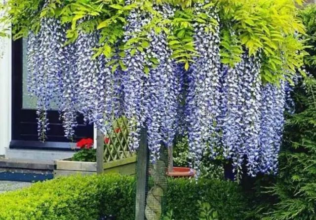 紫藤中最有名的品种叫什么名字,非常好种不需要太阳的紫藤品种