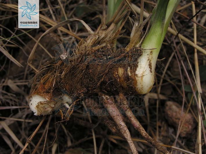 藁本神农本草经,神农本草经葛根原文