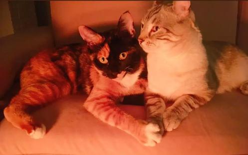 猫咪太聪明严重影响铲屎官脱单啊,猫咪所有的活力都留给了铲屎官