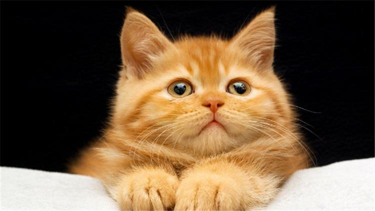 猫把人抓伤了怎么办,被猫抓伤了应该怎么办