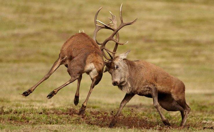 鹿茸割了鹿不会感染吗,割完鹿茸之后鹿会不会痛