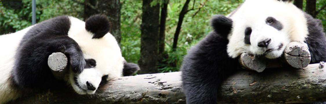 西瓜视频动物世界纪录片,动物园100种常见动物纪录片