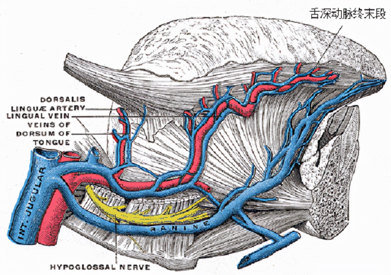 咬舌真能自尽吗动画,咬舌真的会自尽吗
