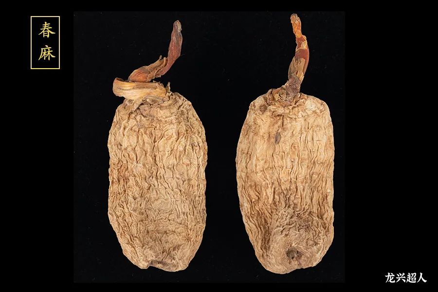安徽道地药材天麻,天麻的道地药材