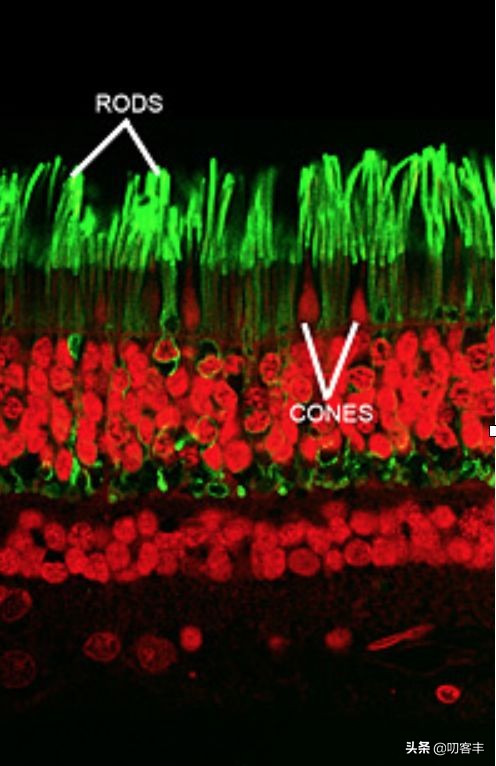 什么是色盲具体表现,什么是色盲
