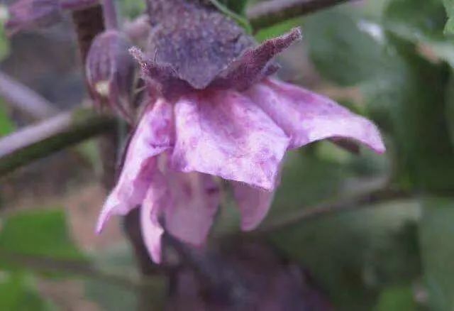 茄子紫花病毒病图片,茄子紫花病浇水传染吗