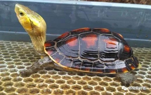 养龟环境该怎么弄,新手养龟要注意龟的哪些事项