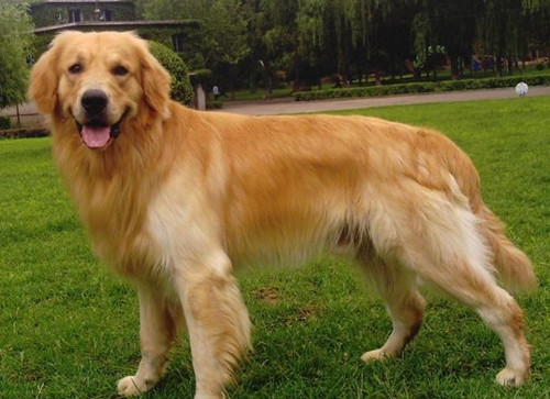 养金毛的好处与功效,养金毛有啥好玩的