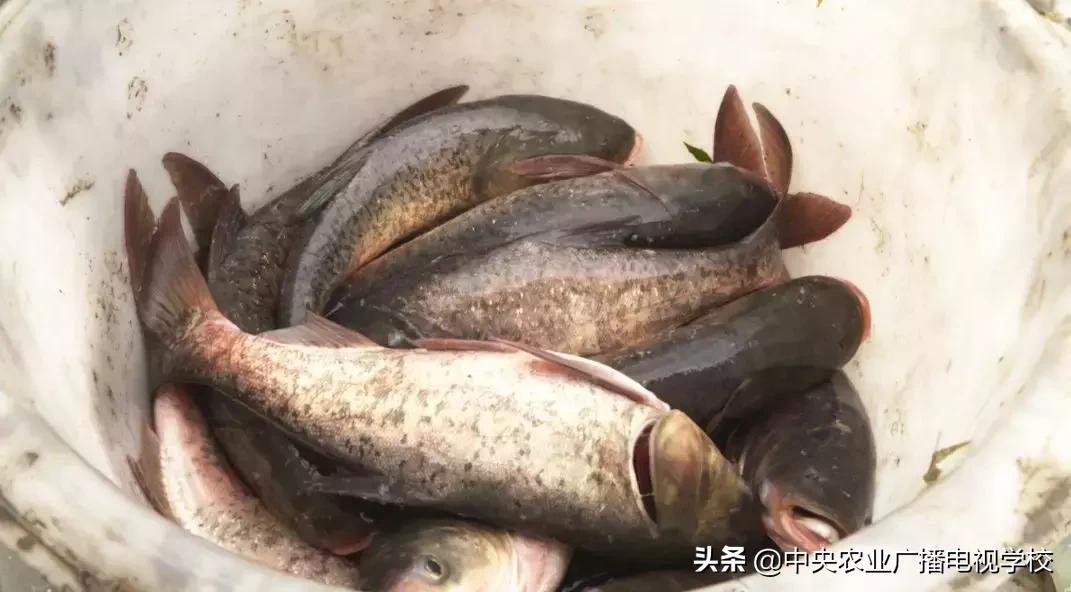 养黑鱼视频大全集,农广天地黑鱼养殖技术视频