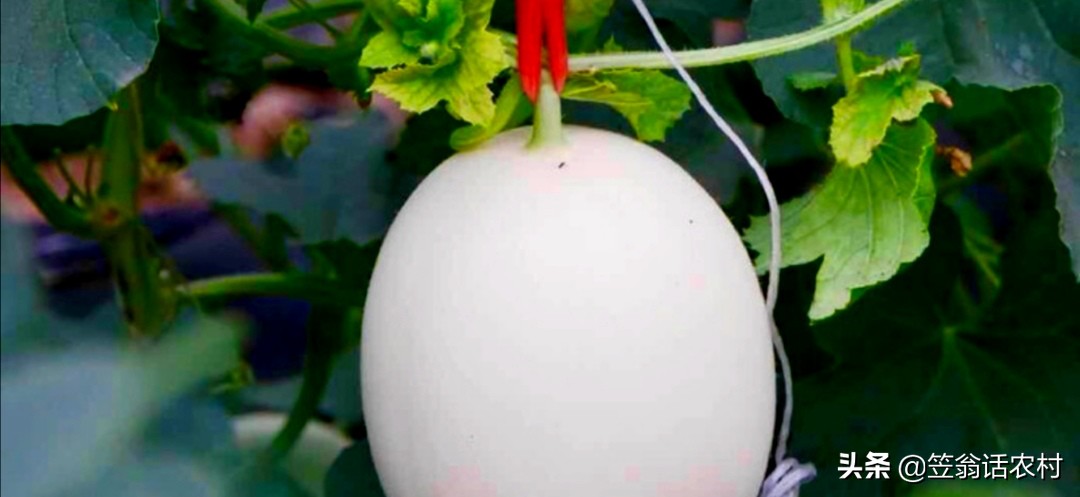 瓜苗出现花打顶怎么办,甜瓜打顶过晚补救的办法