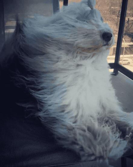 科学表明体毛真的会越刮越少吗,身上的体毛会越刮越多吗