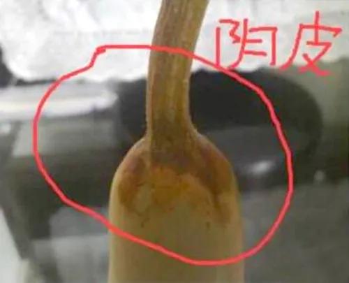 葫芦打皮的正确方法,葫芦打皮技巧视频