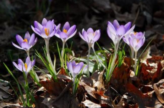 藏红花有开黄色的花吗,藏红花开花特点有哪些图片