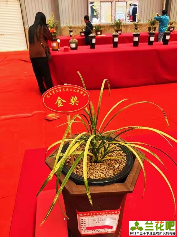 兰花观叶品种推荐,玉兰什么品种开花最香