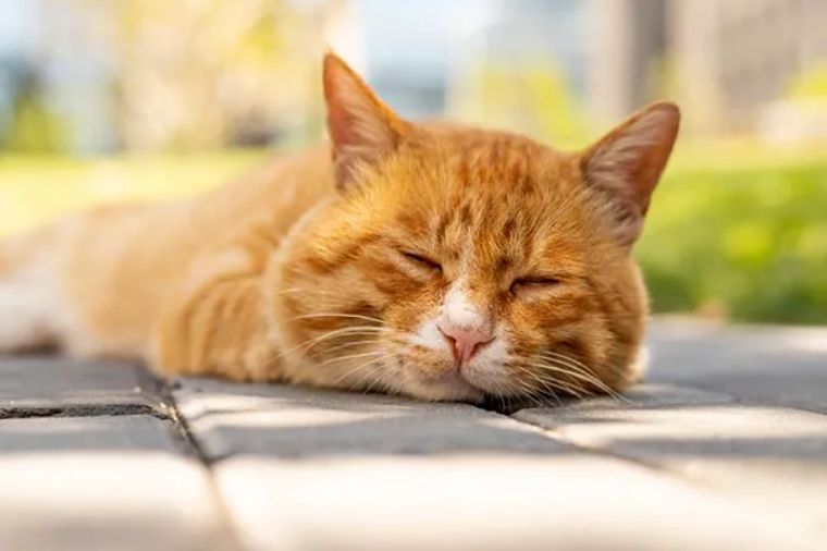 便秘的人补钙吃什么钙片好,便秘可以吃钙片补钙吗